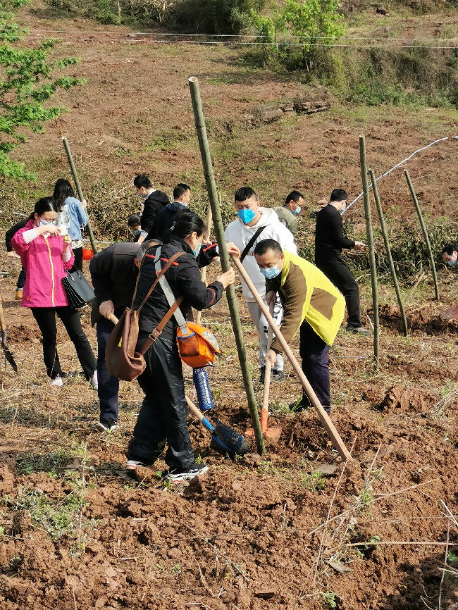 四川测绘地理信息局在龙泉山开展“包山头”植树活动